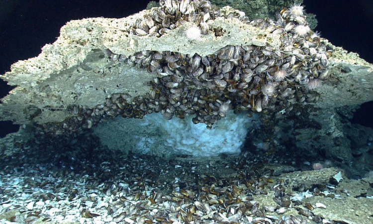 Methane clathrate (white, ice-like material) under a rock from the seafloor of the northern Gulf of Mexico.