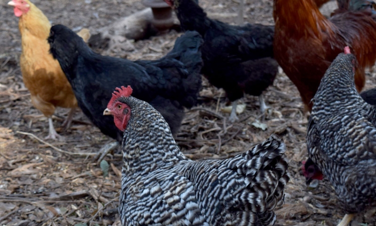 Several chickens walking on a leaf and stick-covered area in Hapeville, Georgia. Joe Brown and a team of Georgia Tech researchers have received a grant from the U.S. Centers for Disease Control and Prevention to study how antibiotic use on poultry farms might impact waterways near and downstream from the farms. They will collect samples in north Georgia to measure antibiotic resistance genes and resistant pathogens in the environment. (Photo: Jess Hunt-Ralston)