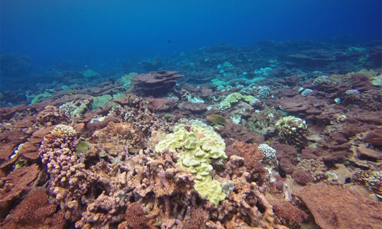 Coral reef off Kiritimati Island. (Photo: Pamela Grothe)
