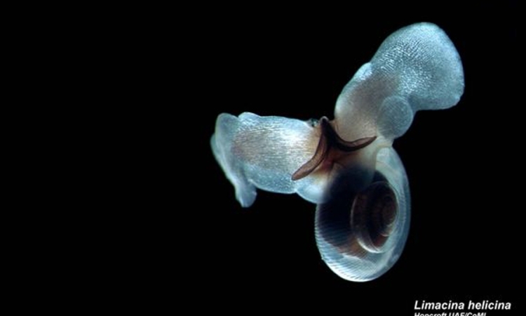 A sea butterfly (Limacina helicina). Photo: EOL Learning and Education Group via Flickr.
